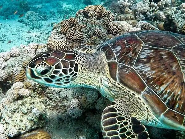 Apnea in Mar Rosso a Berenice